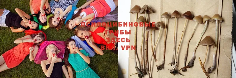 купить закладку  Углегорск  Псилоцибиновые грибы Psilocybine cubensis 